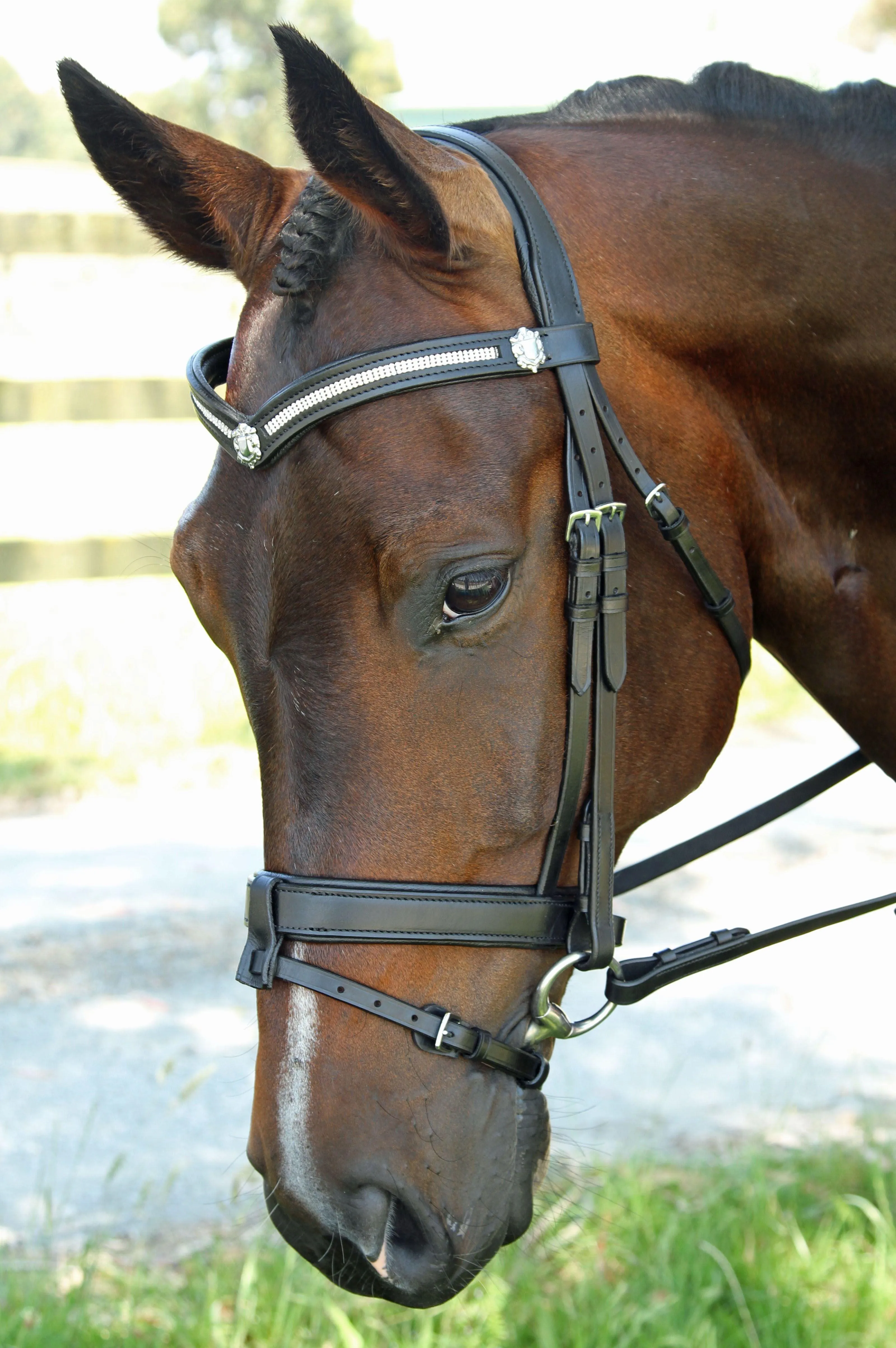 3 Row V with Shields Snaffle Bridle